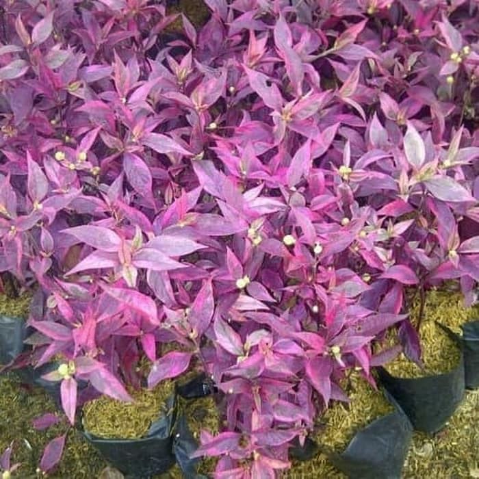 tanaman bayam merah - bunga erfah