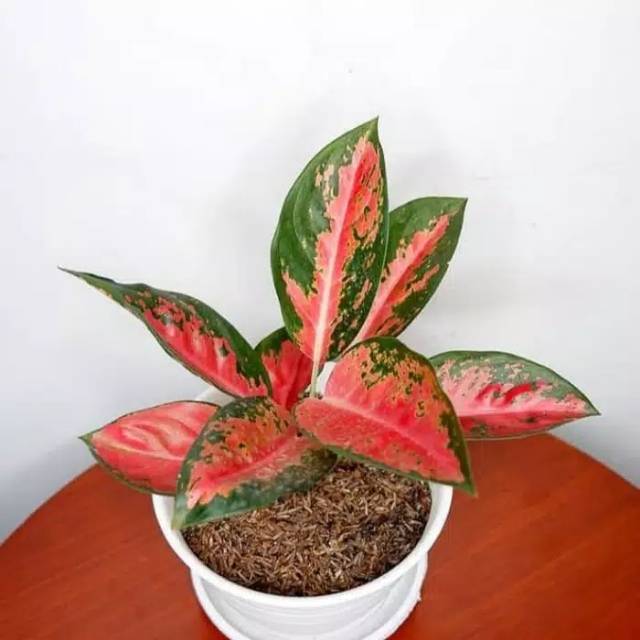 Tanaman hias aglonema red kocin - aglonema kocin - tanaman Aglonema