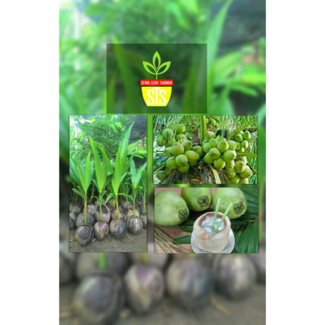 Tanaman kelapa genjah entok hibrida