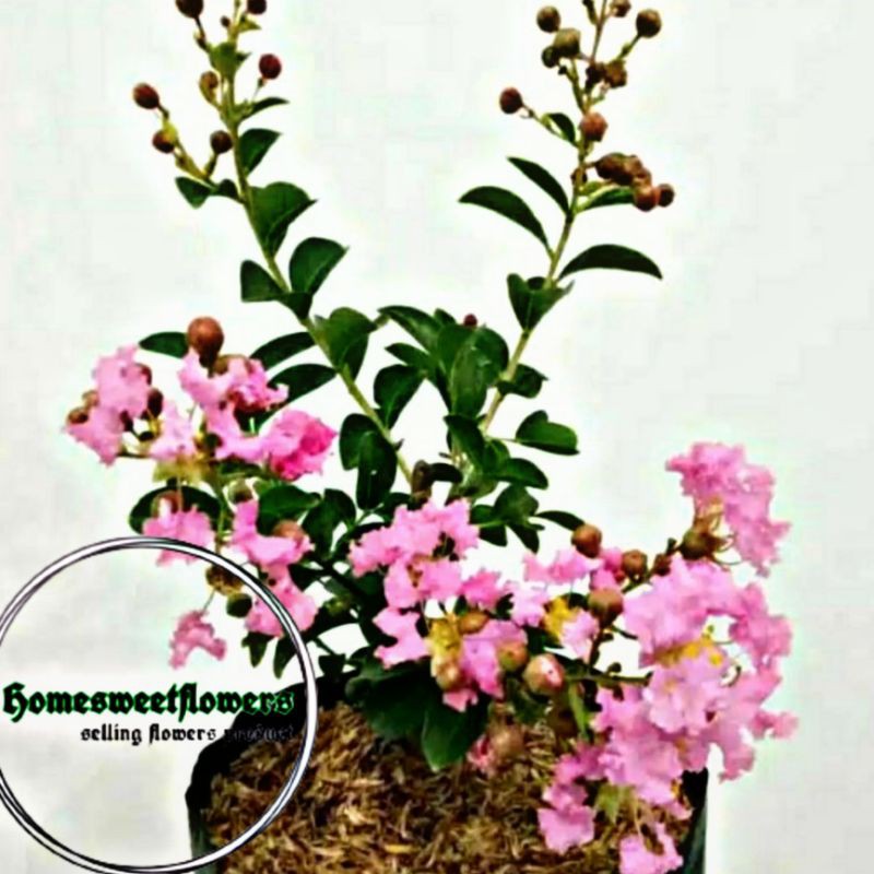 TANAMAN HIAS BUNGA SAKURA PINK (COD) TANAMAN HIAS HIDUP ASLI