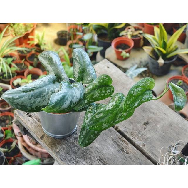 Deskplant_Silver/Satin Pothos_Scindapsus argyraeus