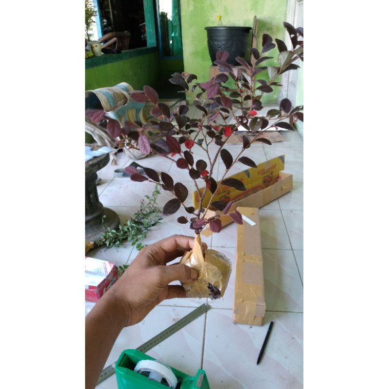 Bibit Bonsai Serut Merah