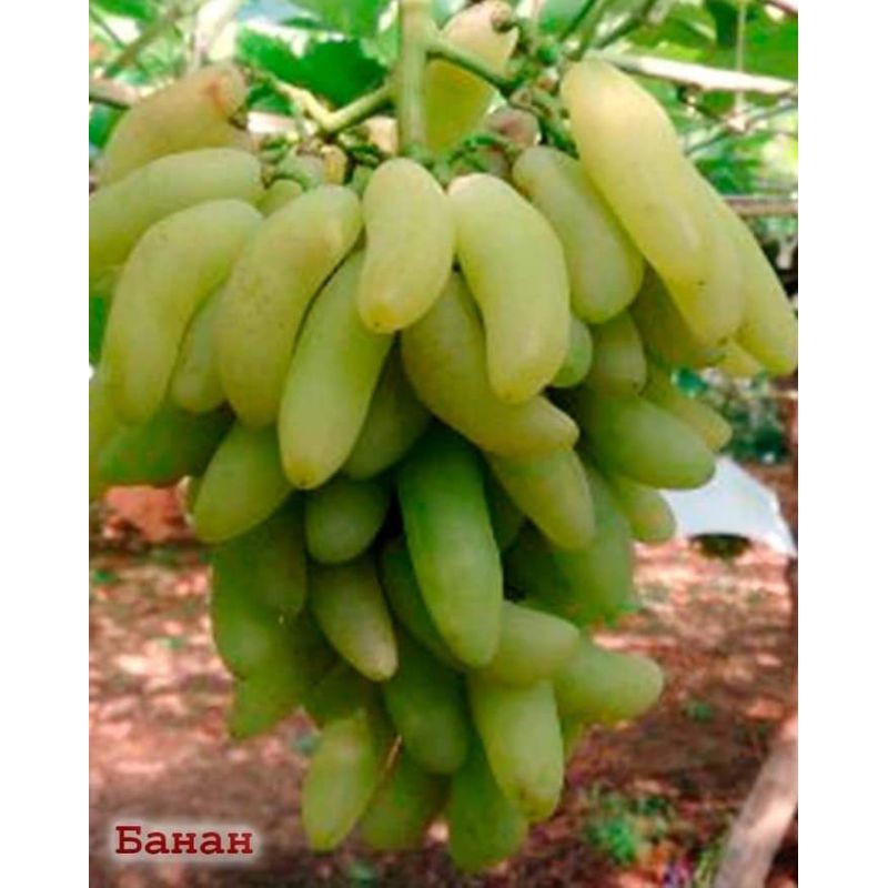 bibit anggur import banana