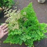 tanaman hias suplir rimbun