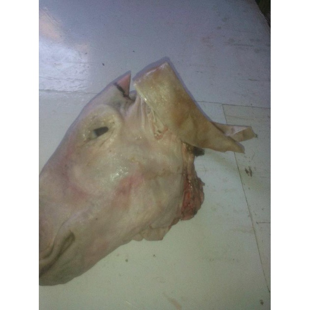 

✽ Kepala Kambing Besar ➳