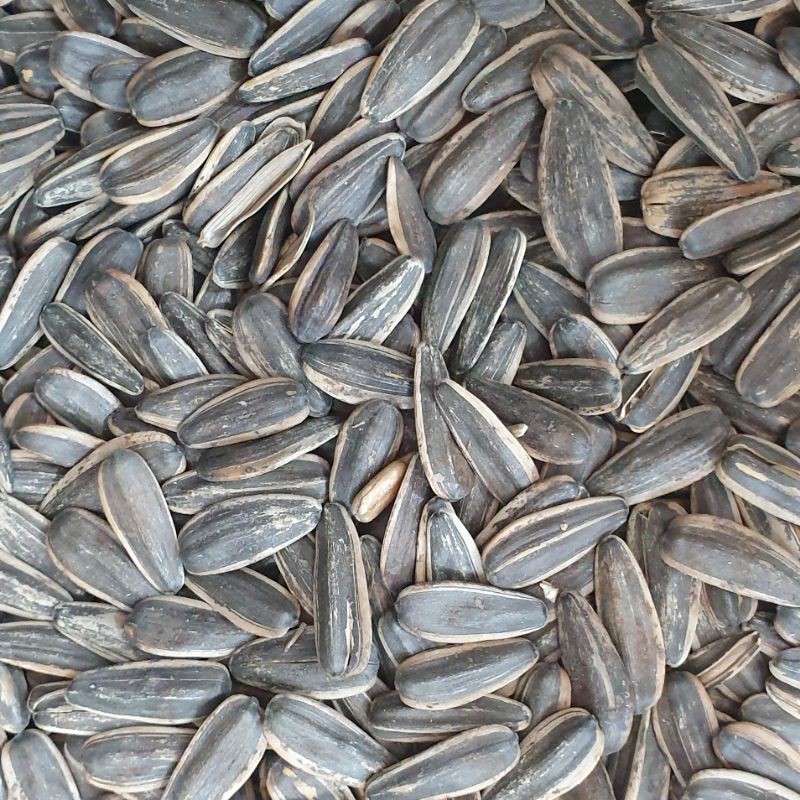 

KUACI BUNGA MATAHARI 250GR