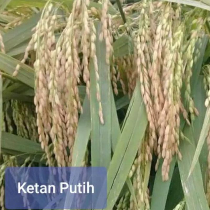1kg BENIH PADI KETAN GRENDEL/KETAN PUTIH UNGGUL