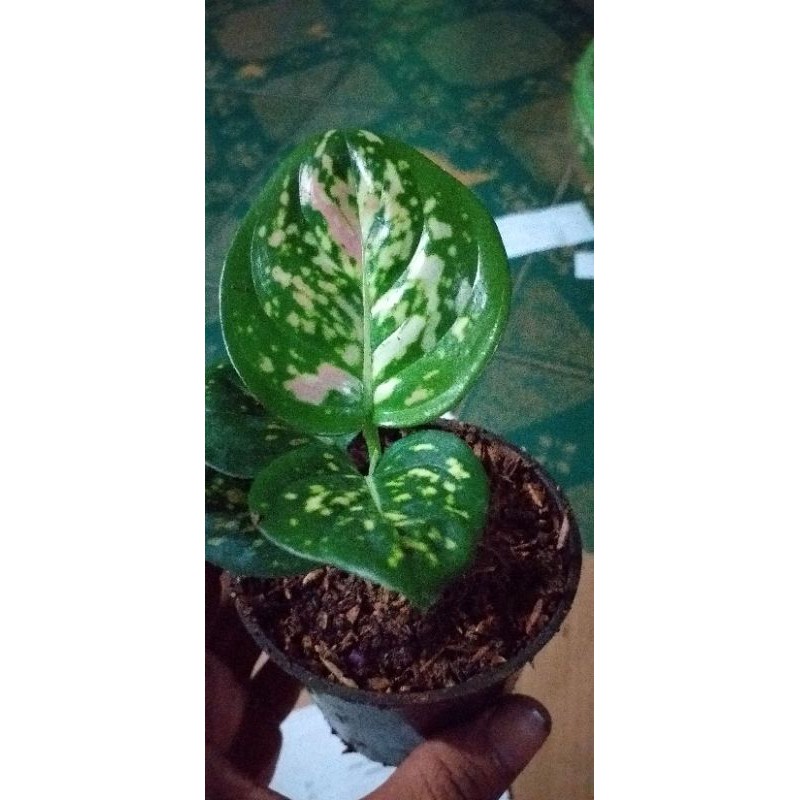 Bibit aglonema Tricolor ukuran size S baby