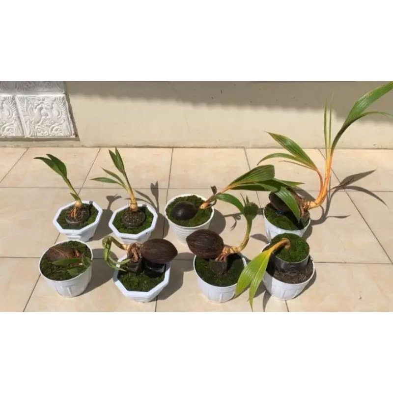 Bonsai kelapa gading oren, kuning, hijau, dan coklat - bonsai kelapa minion
