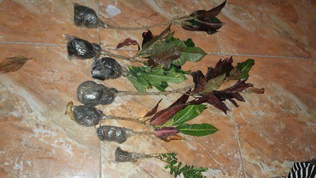 Tanaman Hias - Bibit Bunga Puring Bali