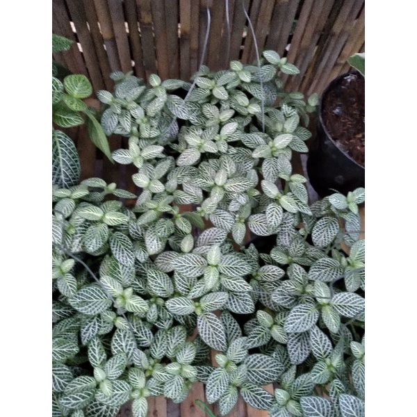 fitonia hijau kecil import