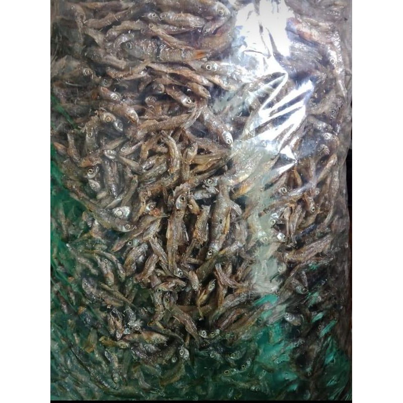 

Ikan Pantau Goreng Asli Sungai Siak