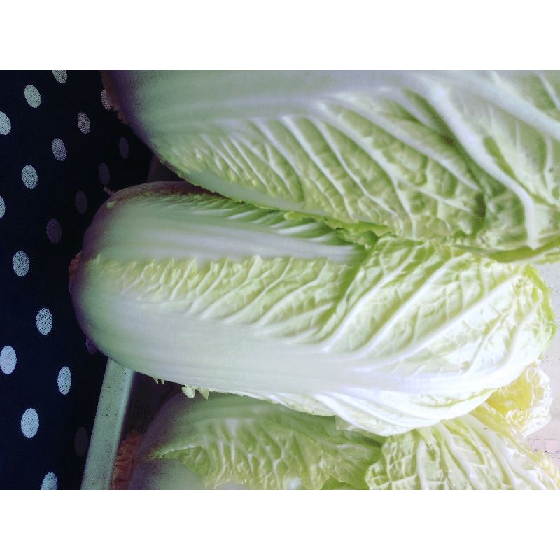 

sawi bonsai /sawi putih