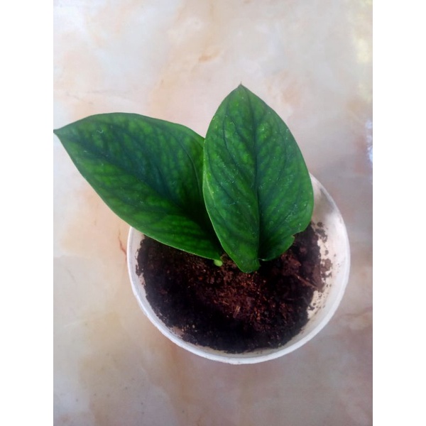 Monstera Pinatipartita