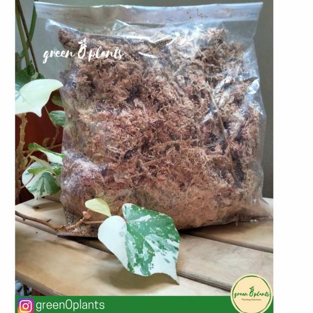 ➤ Sphagnum Moss Chile / Sphagnum Moss / Media Tanam ✻