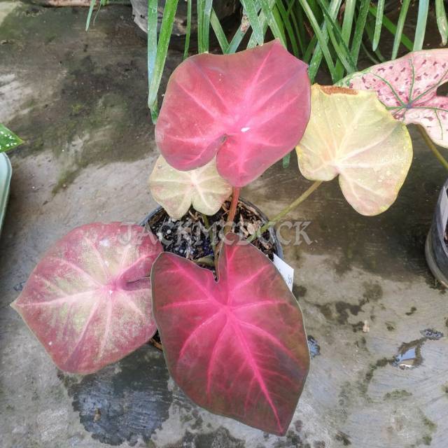 Pinky boy caladium hybrit thailand