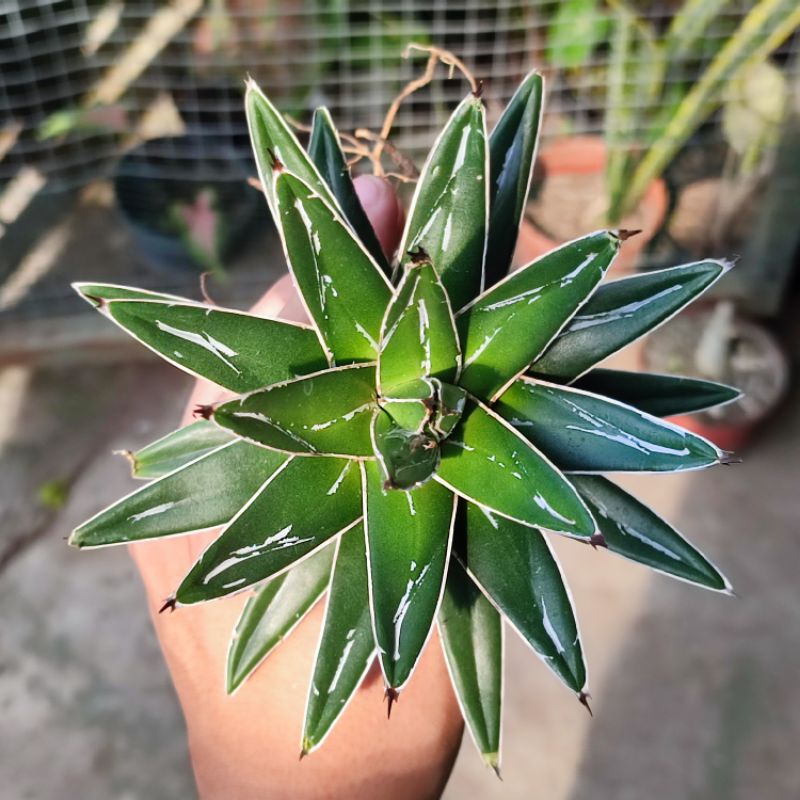 Sukulen Agave victoria reginae