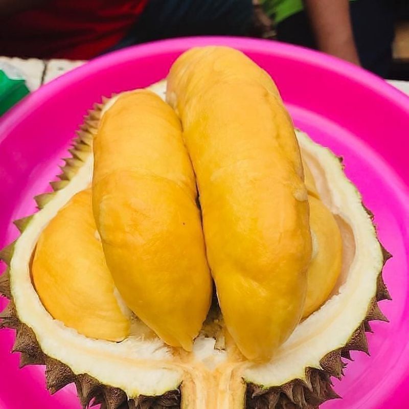 Bibit Durian Musangking Unggul Dan Murah