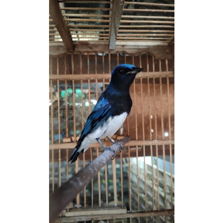 burung tledekan laut jantan rajin bunyi