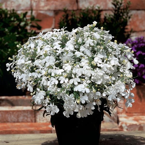 Benih Bibit Biji - Bunga Lobelia White Lady Flower Seeds - Bisa Untuk Penutup Tanah, Bunga Pot &amp; Bunga Gantung - IMPORT