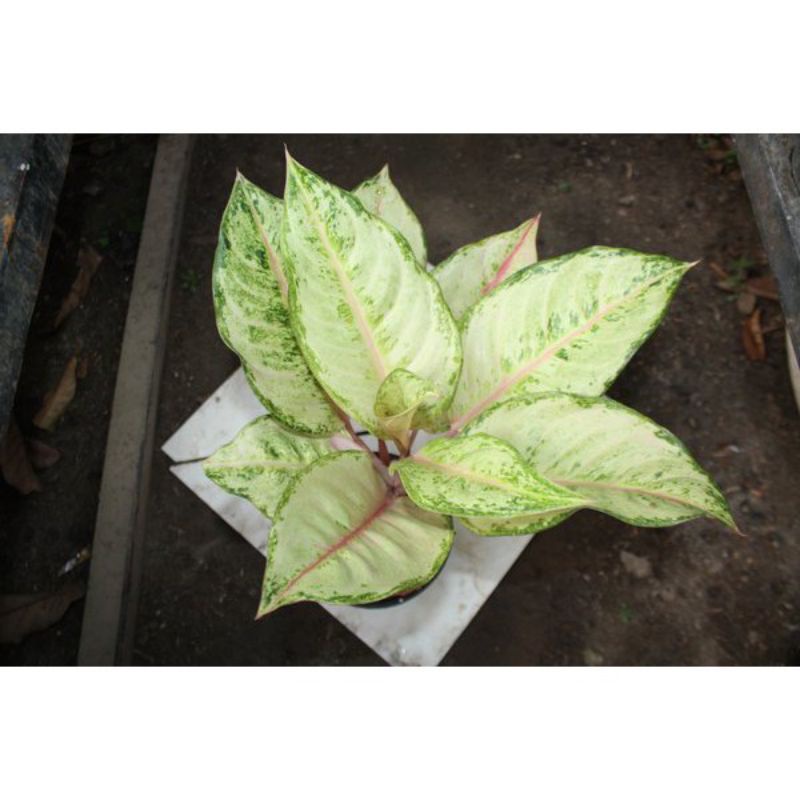 aglonema Frozen anakan