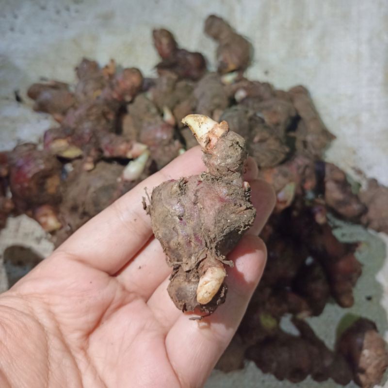 

Bibit Jahe Merah 16-20 gram Tunas Bertunas Segar Tua