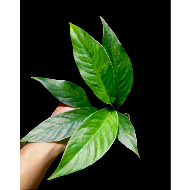 Foraminifera varigata bahan