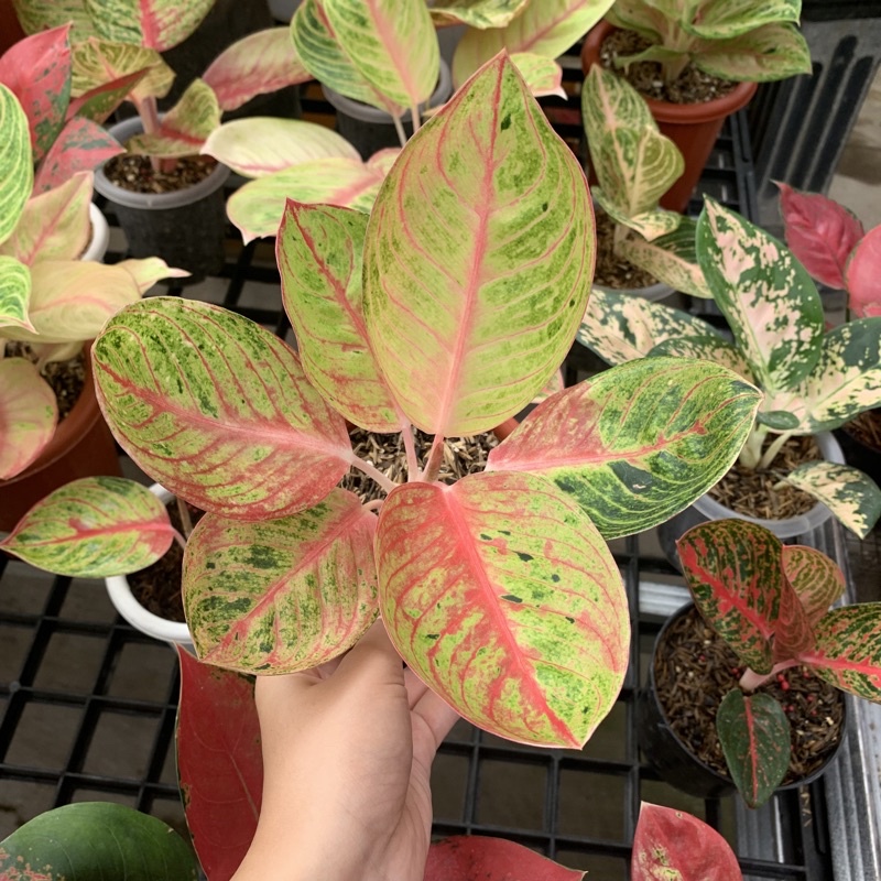 Aglonema Goliath trah merah