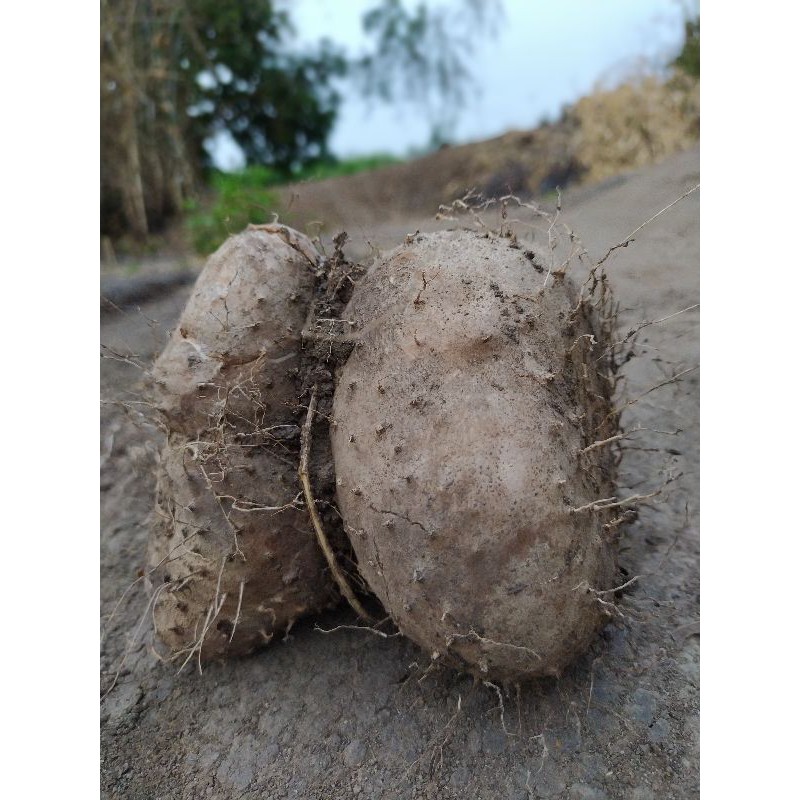 

Umbi Gadung Super Segar per 1Kg