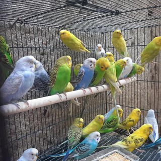 Burung Parkit Hijau Kuning Gojek Grab Only Special Shopee