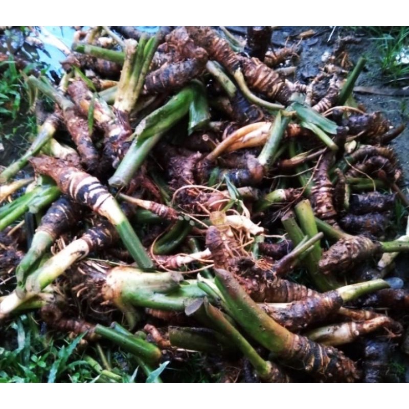 bonggolan alokasia zebrina 10 batang