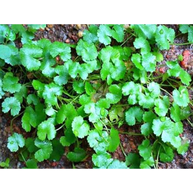 

Daun patikim/semanggi gunung 250 gr
