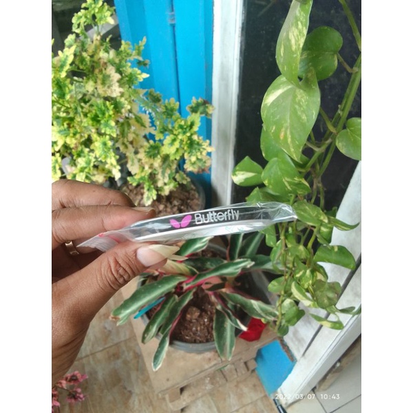 sidetape bet pingpong lis bet tenis meja butterfly timbul