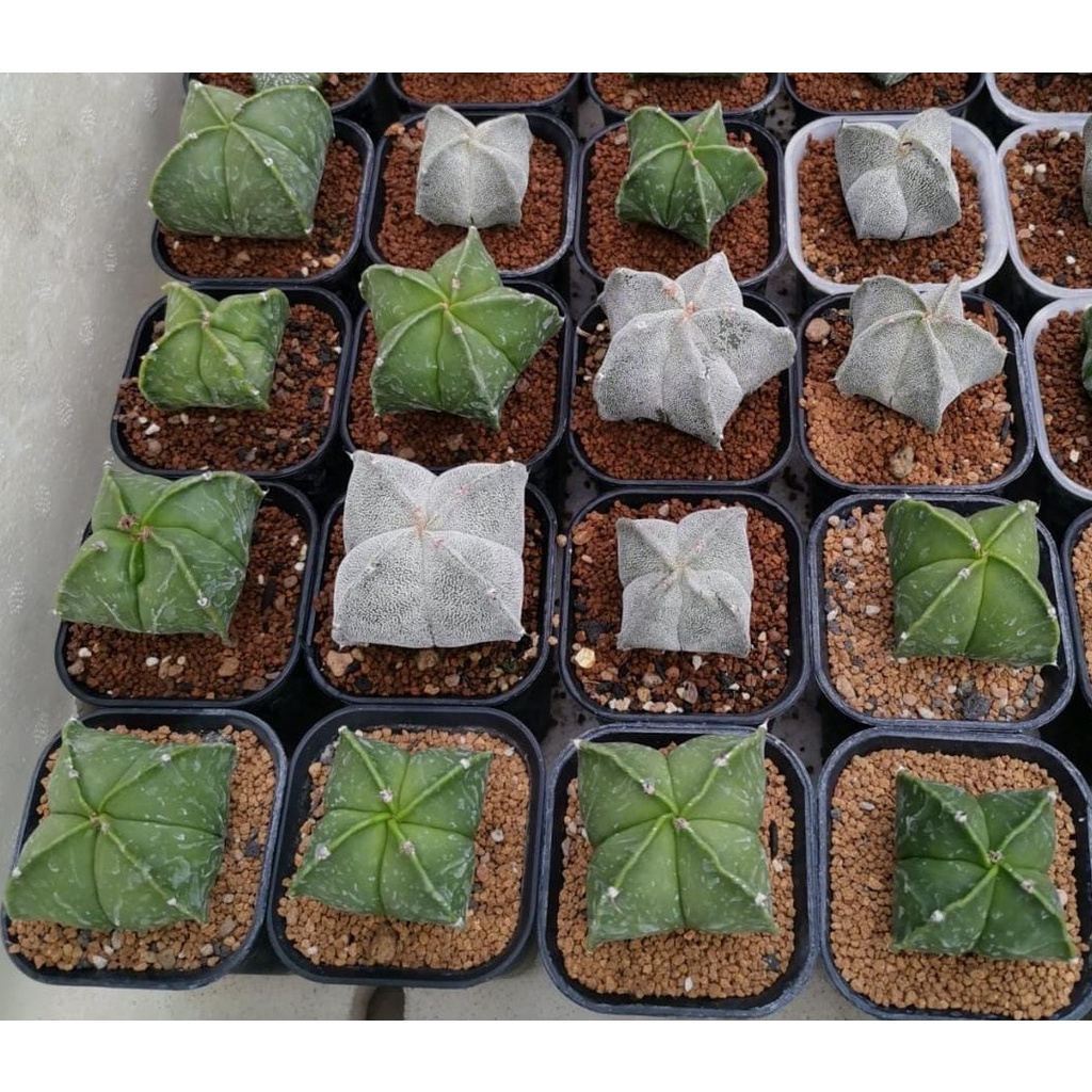 KAKTUS ASTRO MYRIOSTIGMA/KAKTUS BINTANG