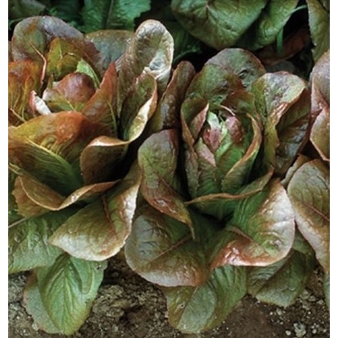 Benih Bibit Selada Red Romaine Know You Seed Eceran Repack Murah Berkualitas