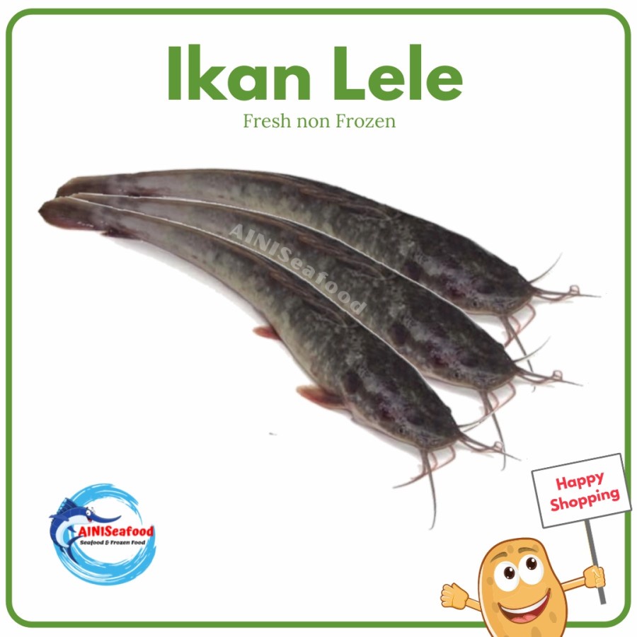 

Ikan Lele Segar Fresh Hidup Bersih Berkualitas Siap olah