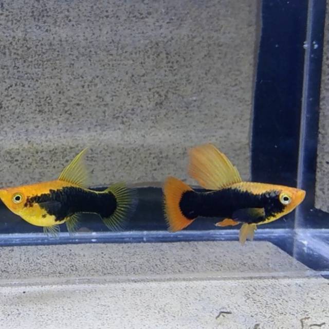 

Ikan hias Platy Hawai hifin