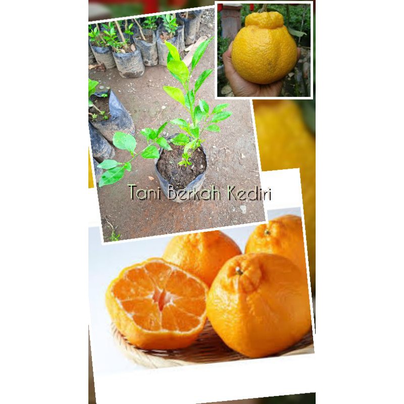 Bibit Buah Jeruk Dekopon/Jeruk Jepang Okulasi