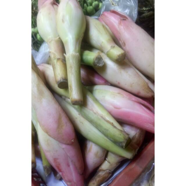 

Kencong/bunga Rias/Kecombrang 500gr