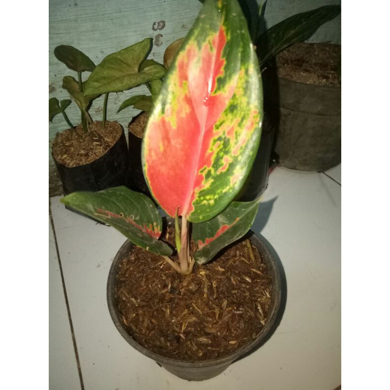 aglomema suksom batik-aglonema suksom batik-suksom batik-pohon aglaonema suksom batik