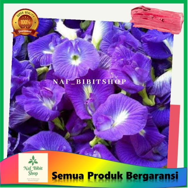 Jual Bibit Bunga Telang Tanaman Telang Shopee Indonesia