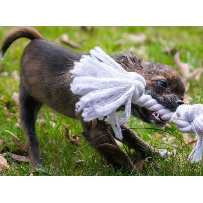 

14.84Ftgrdujh- Pt004 Mainan Gigitan Anak Anjing 17Cm Puppy Dog Toy Rope Tug Of War -Toko-Boneka.