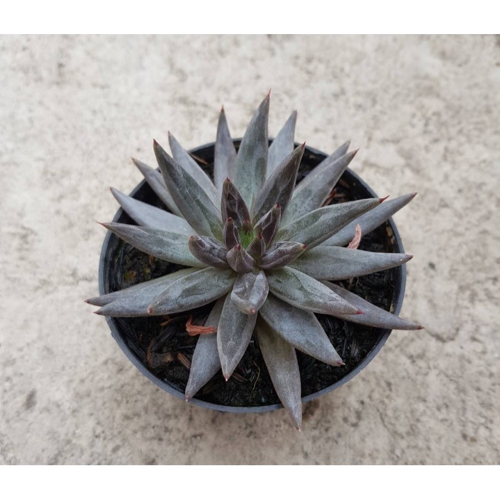 KAKTUS SUKULEN ECHEVERIA UNGICULATA (RARE ECHEVERIA)