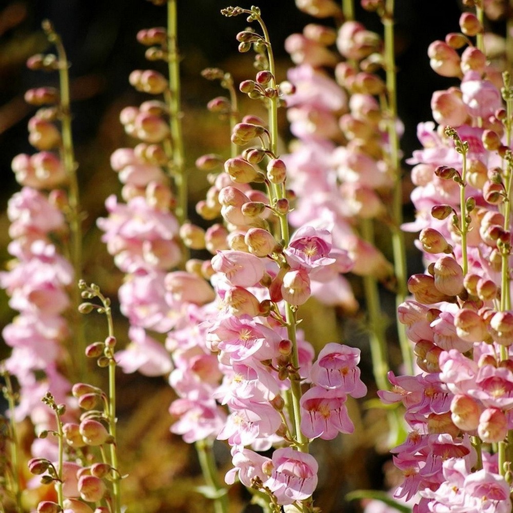 PlantaSeed - 50 Seeds - Penstemon Palmers Biji Bunga - PAS0207