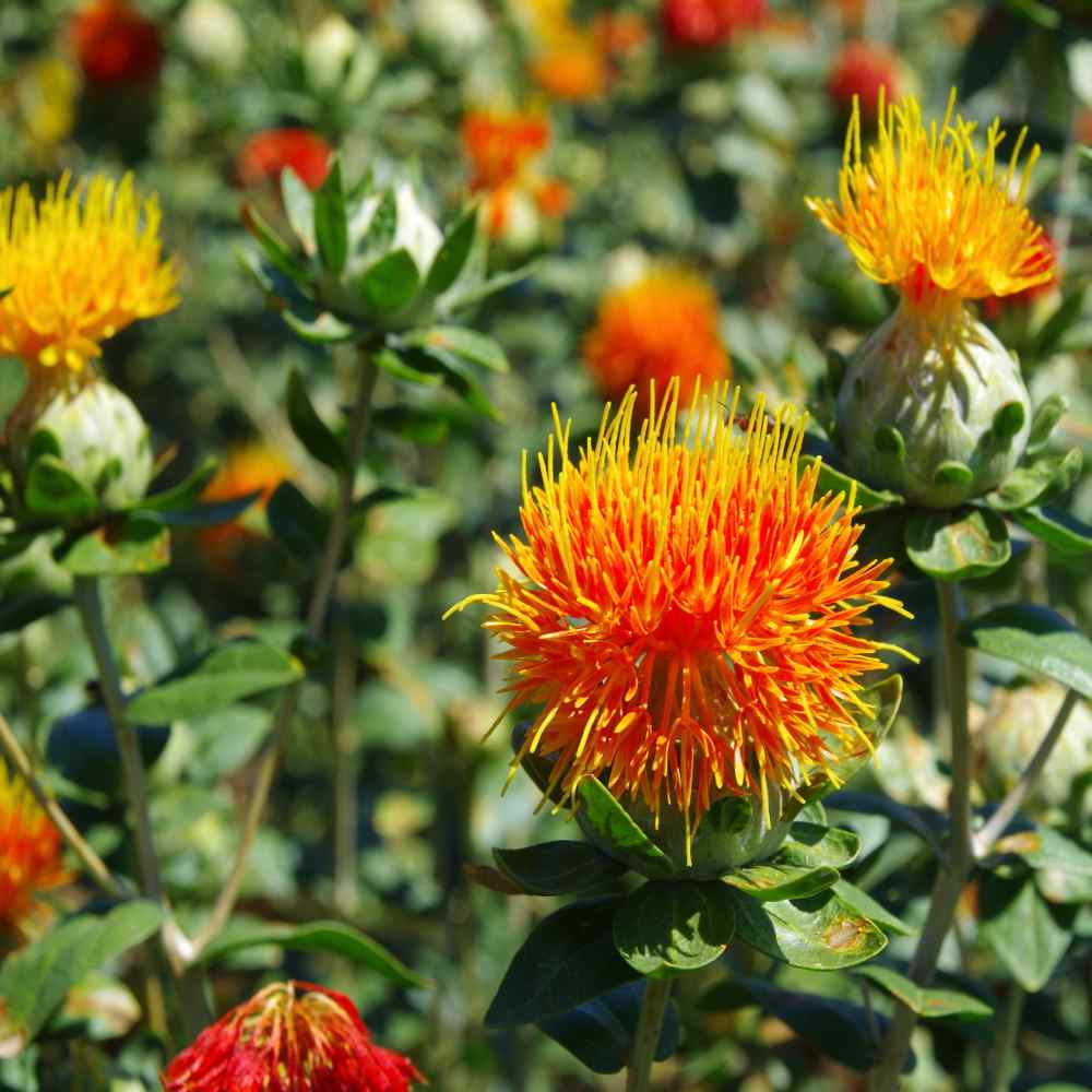 Benih Bibit Biji - Bunga Saffron Thistle Safflower Carthamus Tinctorius Zanzibar Flower Seeds