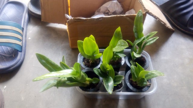 Bibit Seedling Dendrobium Hybrida