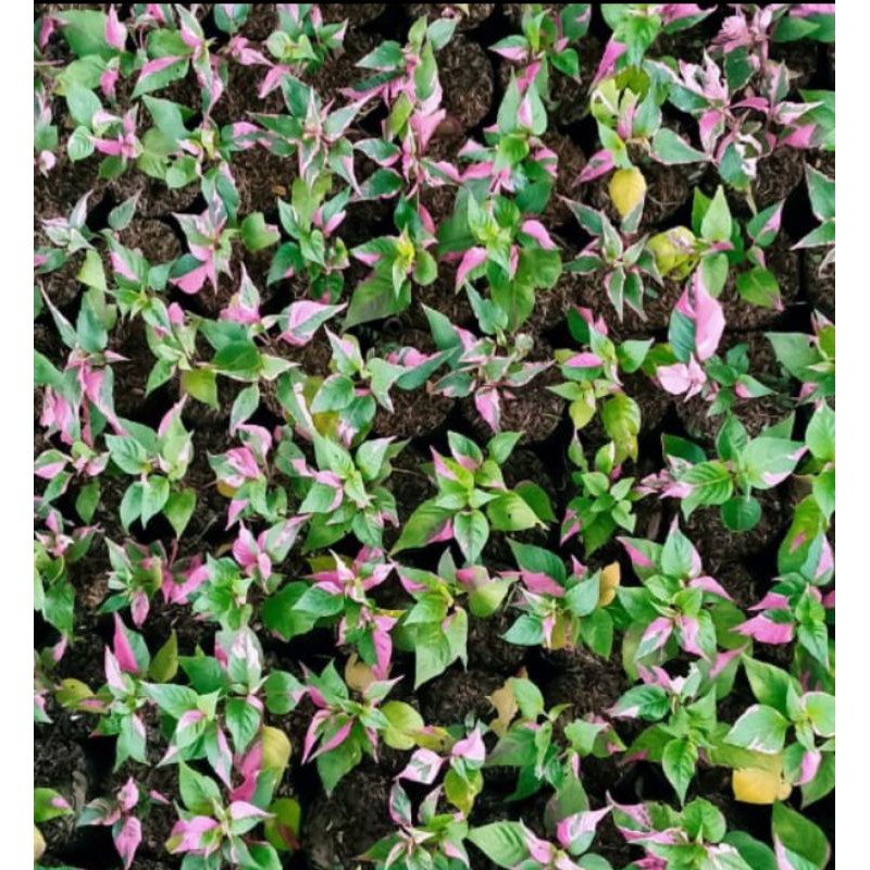 tanaman hias pink panda daun sehat