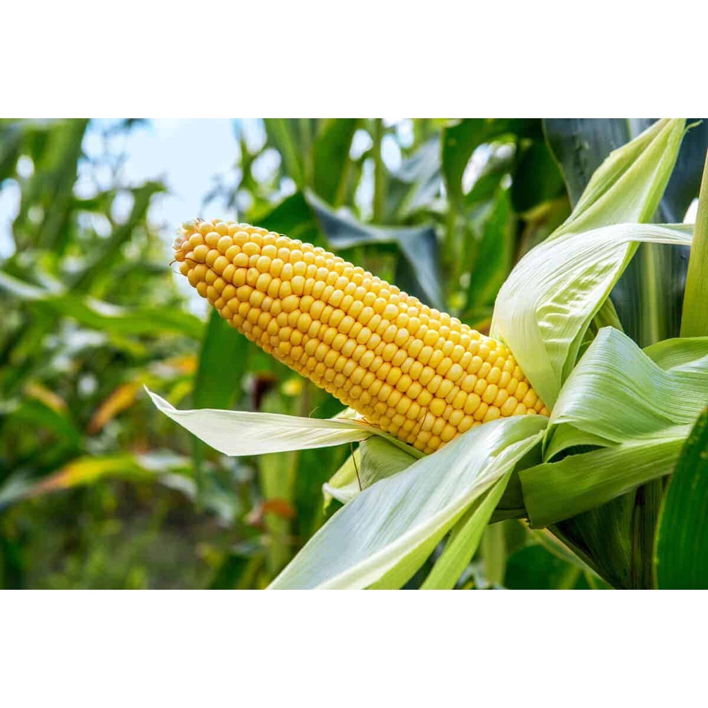 Benih Bibit Biji - JAGUNG MANIS Kuning Premium F1 Super Sweet Yellow Corn Seeds - Panen Dalam 55 HST