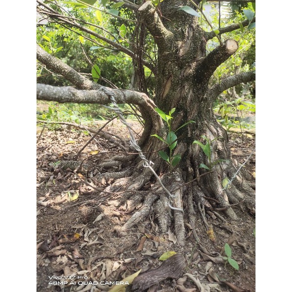 kimeng program gabungan