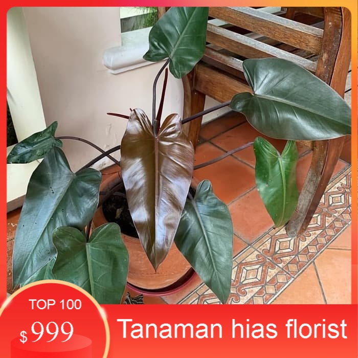 tanaman hias philodendron Black majesty - Philodendron Black emerald